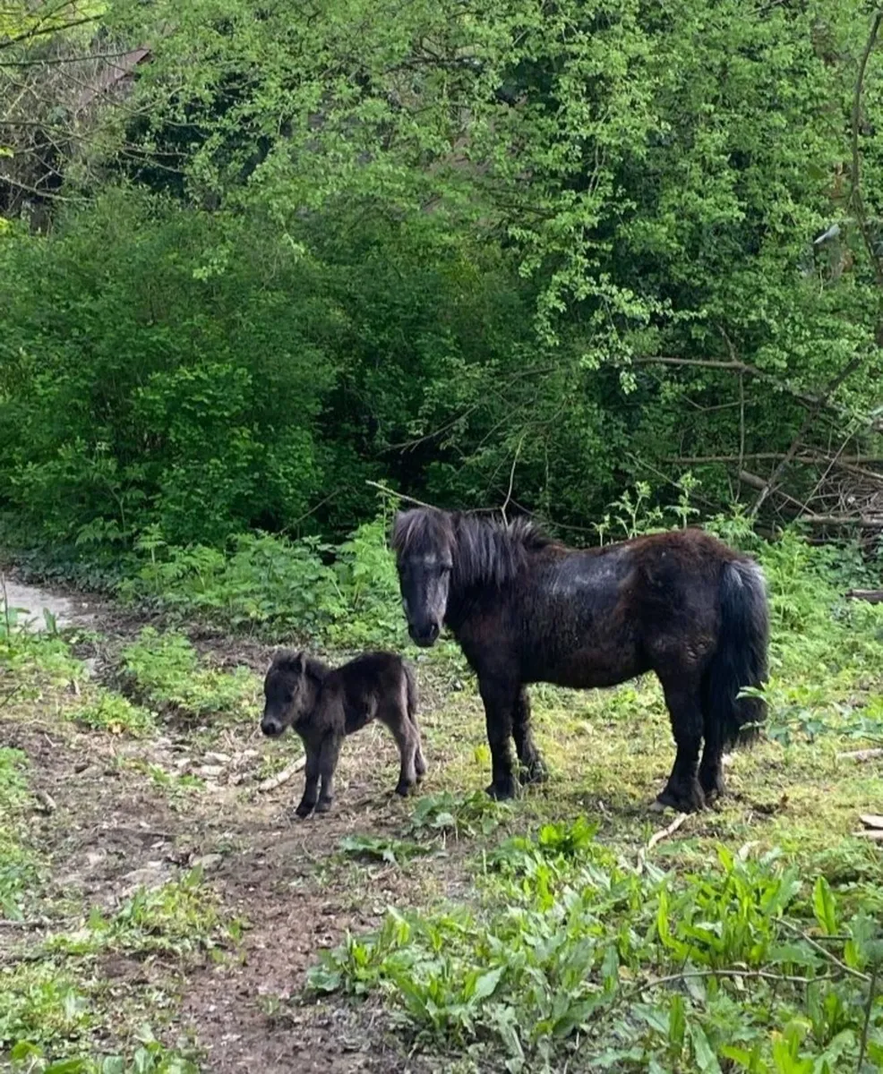 Miniature Pony Foal - Image 3
