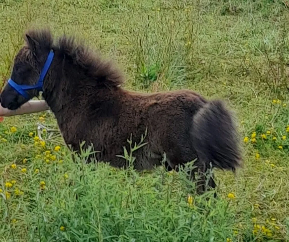 Miniature Pony Foal - Image 4
