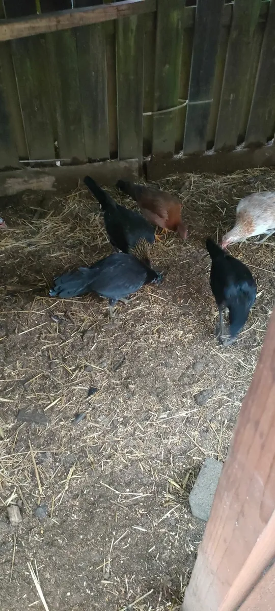 Black Pullets - Image 1