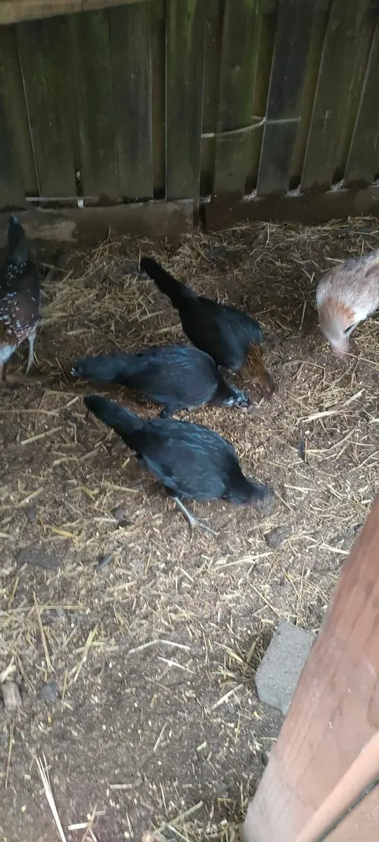 Black Pullets - Image 2