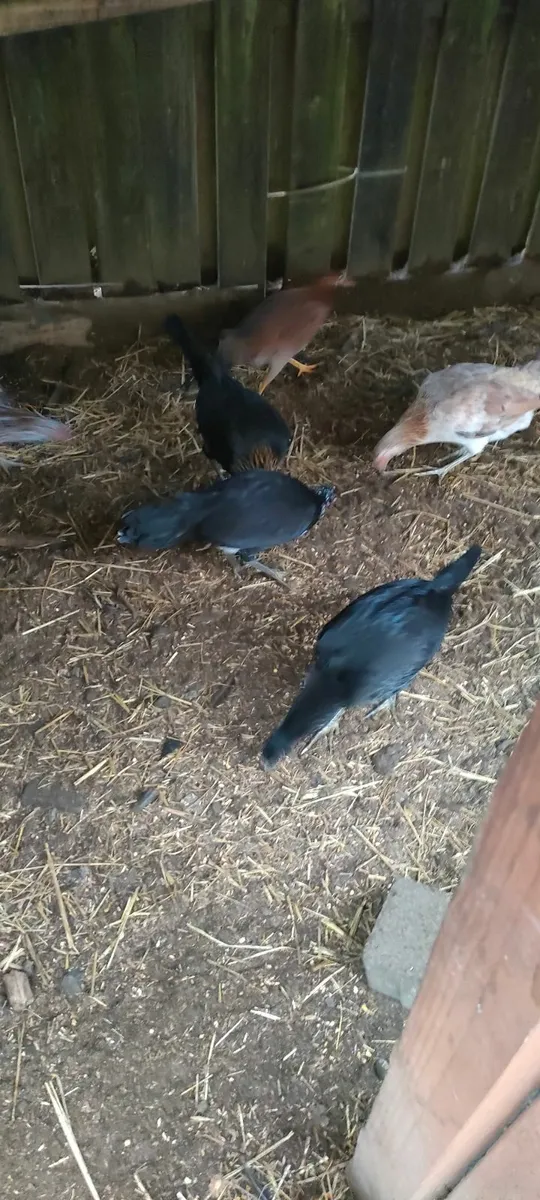 Black Pullets - Image 3