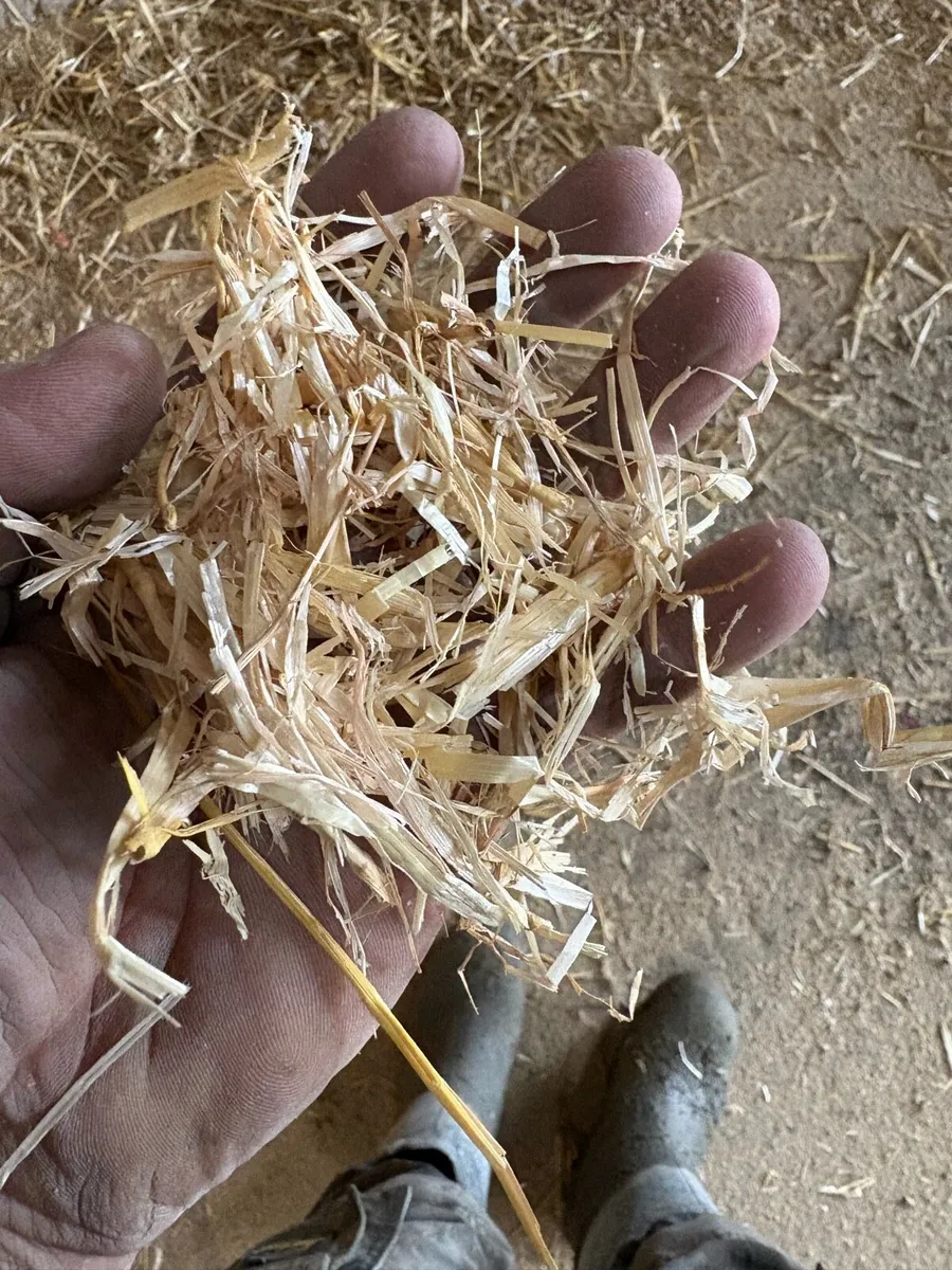 English straw - Image 3