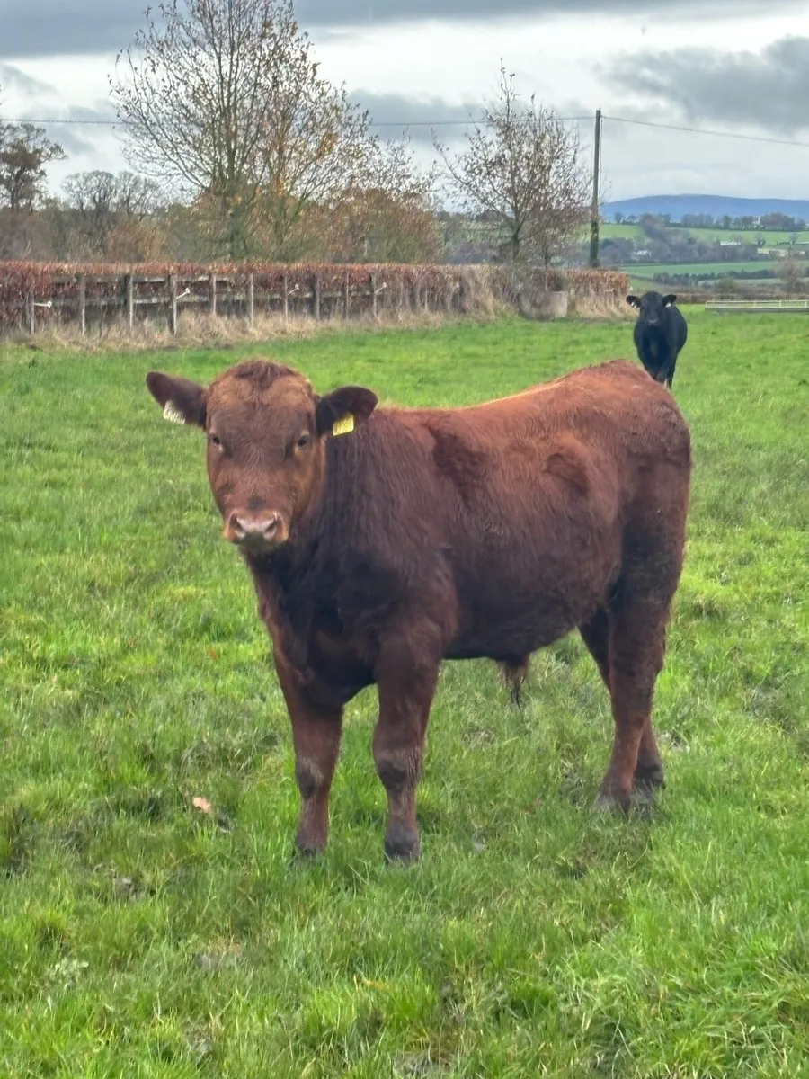 AA bull Weanlings - Image 1
