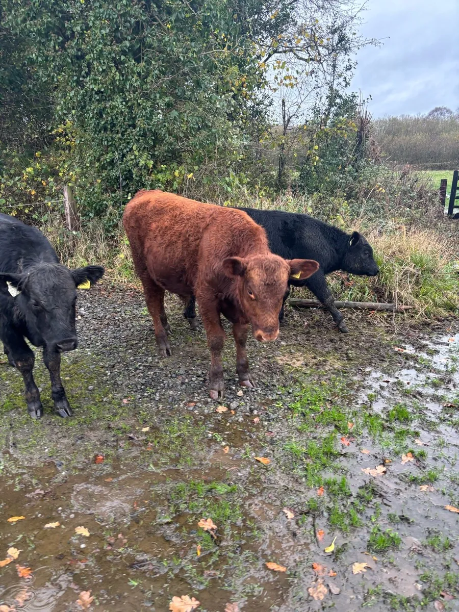 AA bull Weanlings - Image 2
