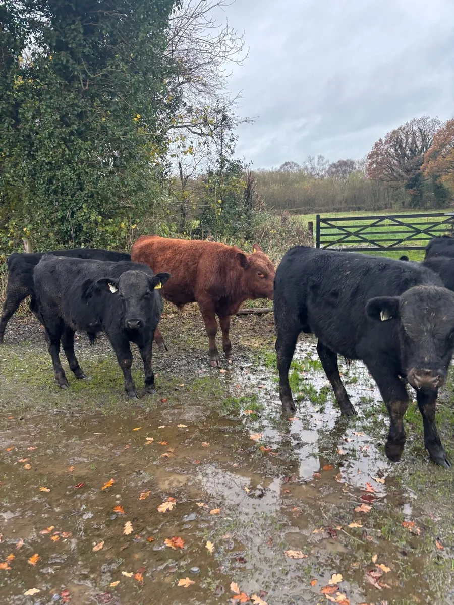 AA bull Weanlings - Image 3