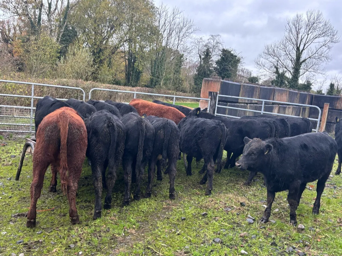 AA bull Weanlings - Image 4