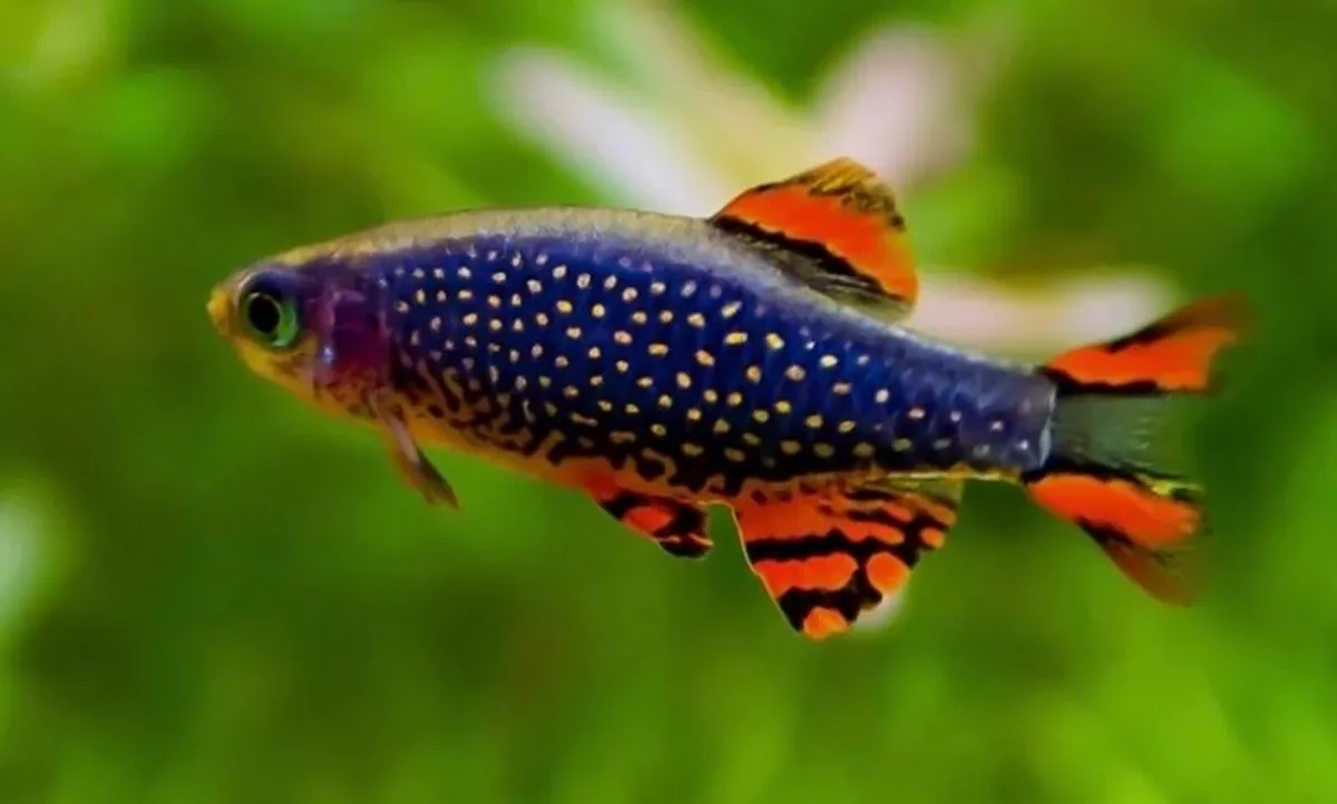 Tropical aquarium fish - Image 1