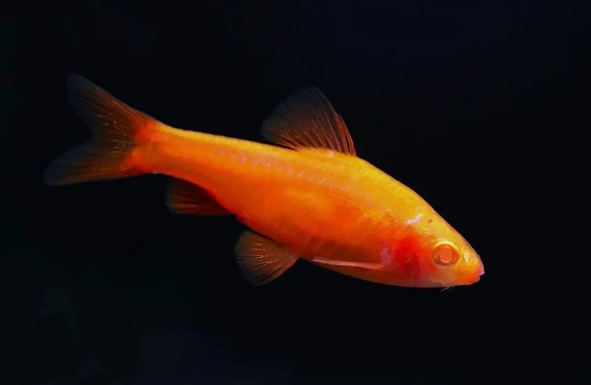 Tropical aquarium fish - Image 2