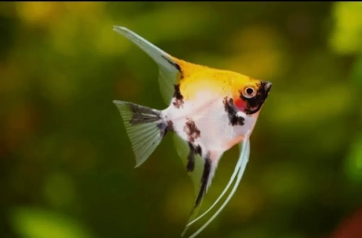 Tropical aquarium fish - Image 3