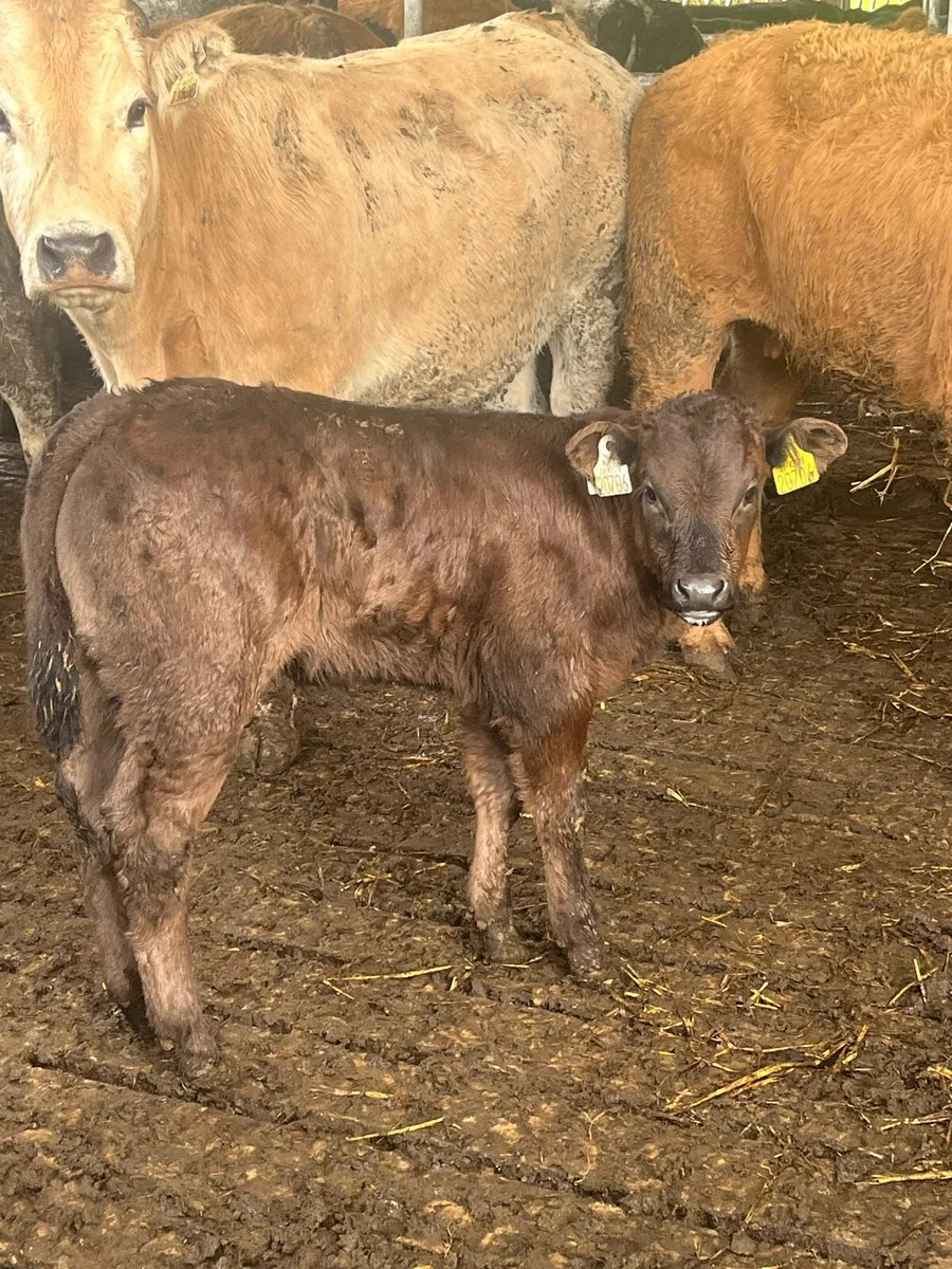 🔥E grade limousine x Blonde🔥 - Image 1