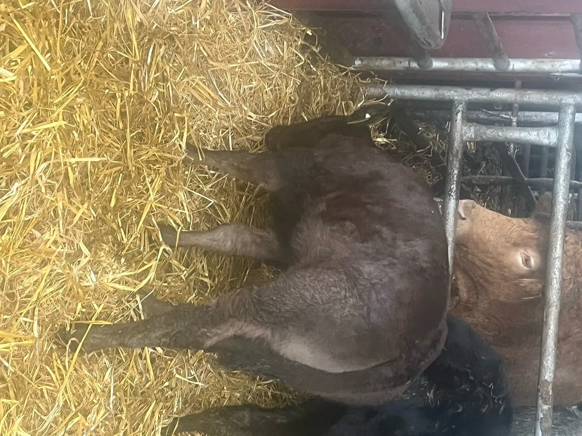 🔥E grade limousine x Blonde🔥 - Image 2