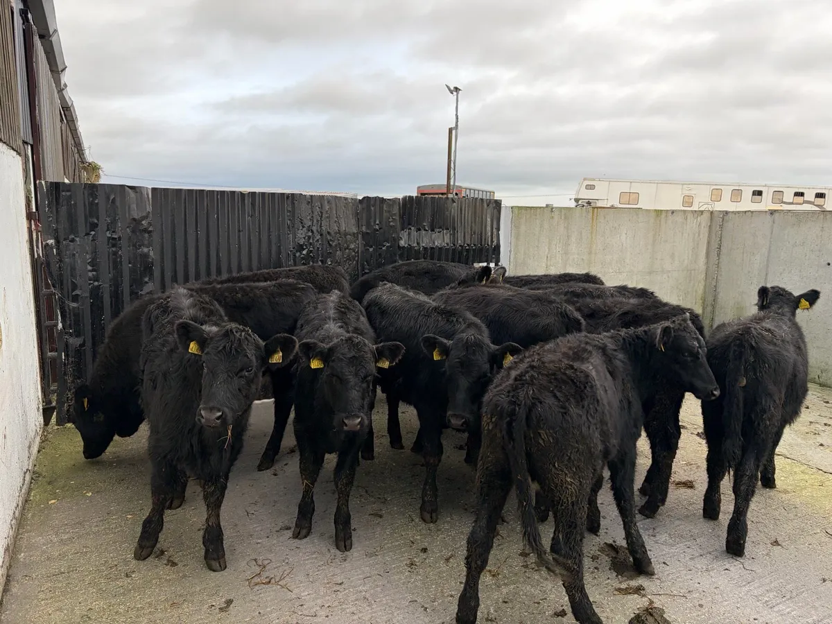 12 super 230 kilo angus heifer weanling for sale - Image 2