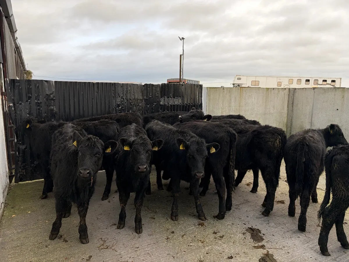12 super 230 kilo angus heifer weanling for sale - Image 1