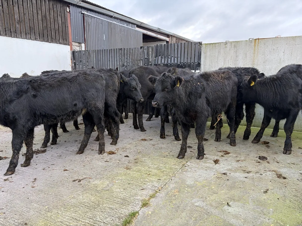 12 super 230 kilo angus heifer weanling for sale - Image 4