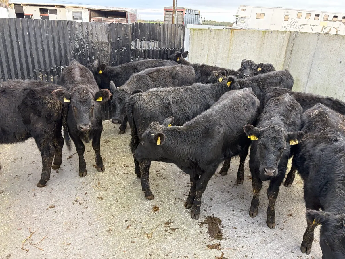 12 super 230 kilo angus heifer weanling for sale - Image 1