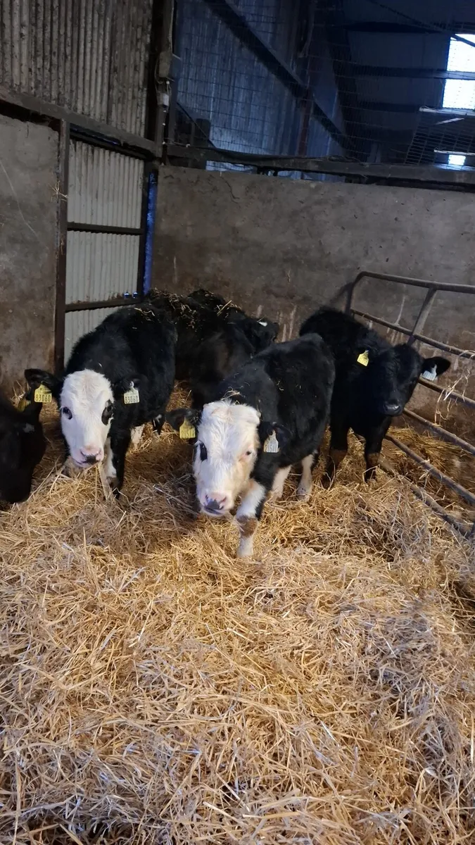 6 hereford and angus runners - Image 1