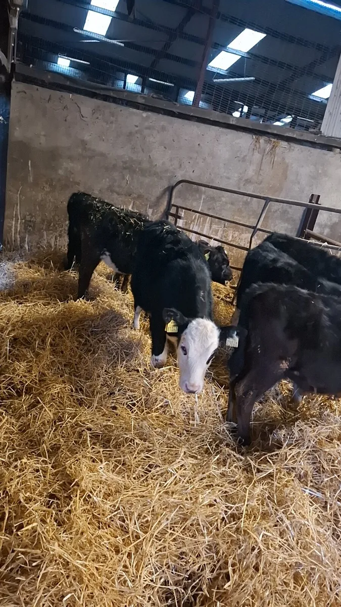 6 hereford and angus runners - Image 2