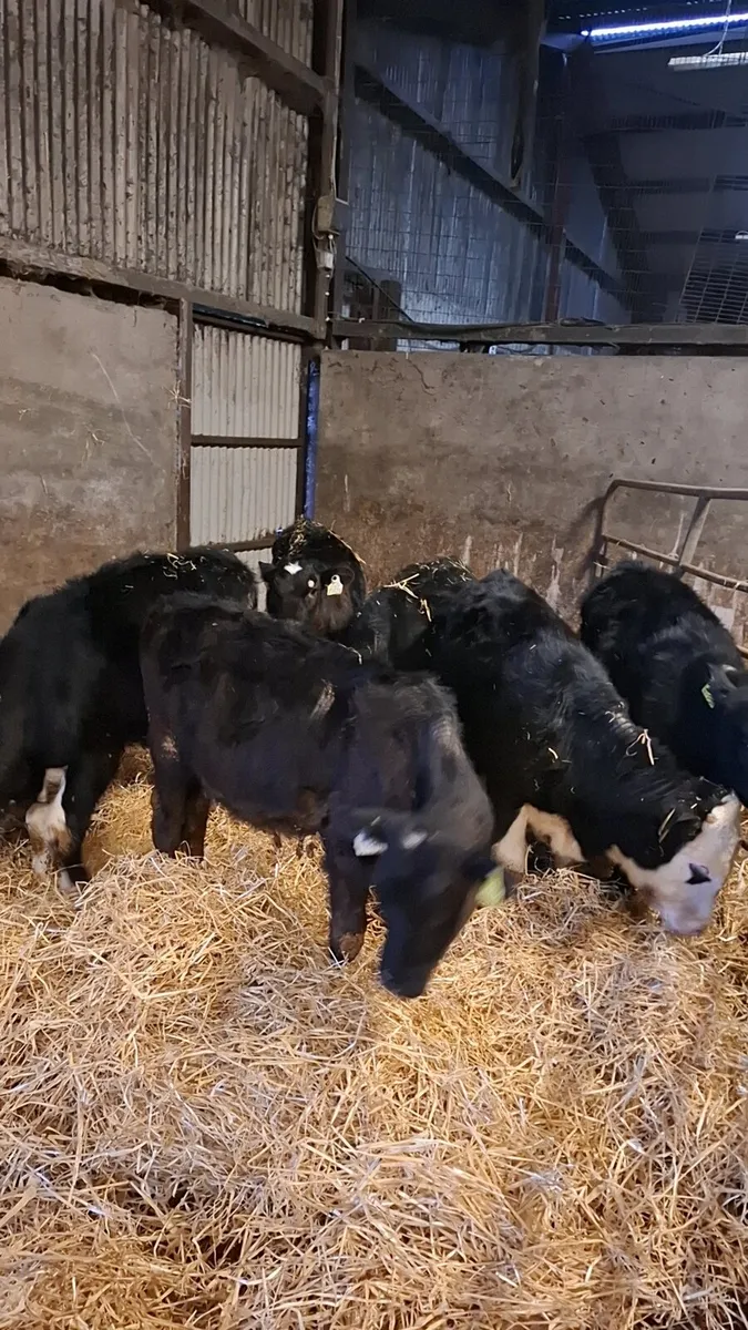 6 hereford and angus runners - Image 3