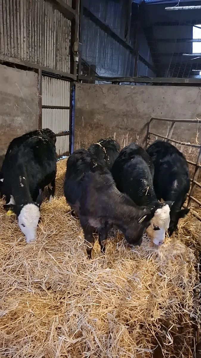 6 hereford and angus runners - Image 4