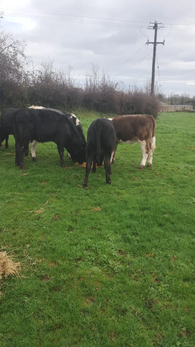 Weanling heifers - Image 4