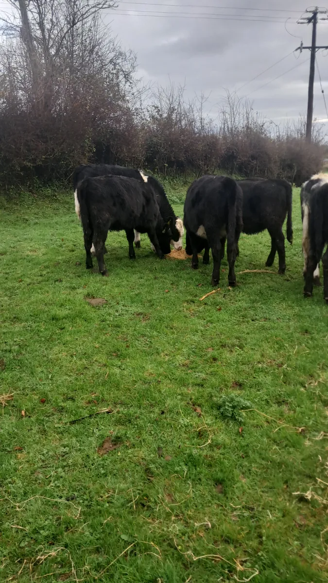 Weanling heifers - Image 3