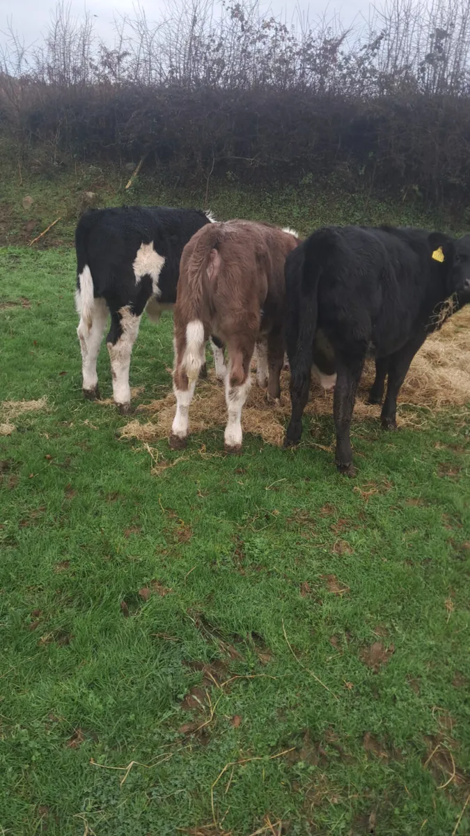 Weanling heifers - Image 1
