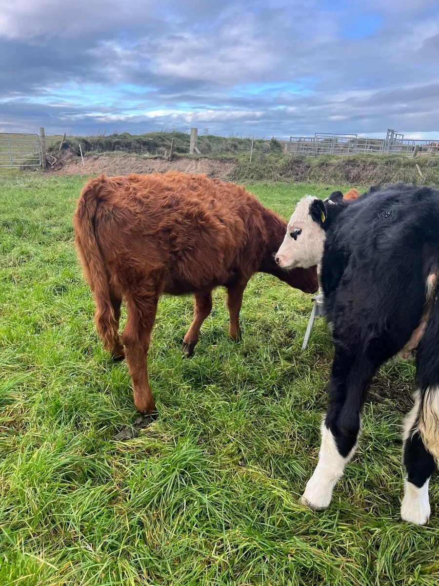 3 Heifers - Image 2