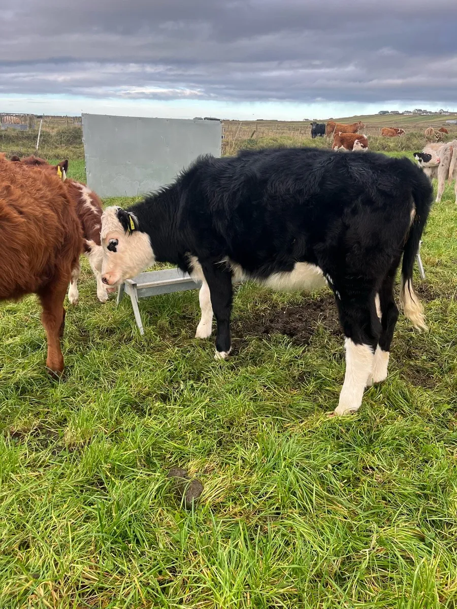 3 Heifers - Image 3