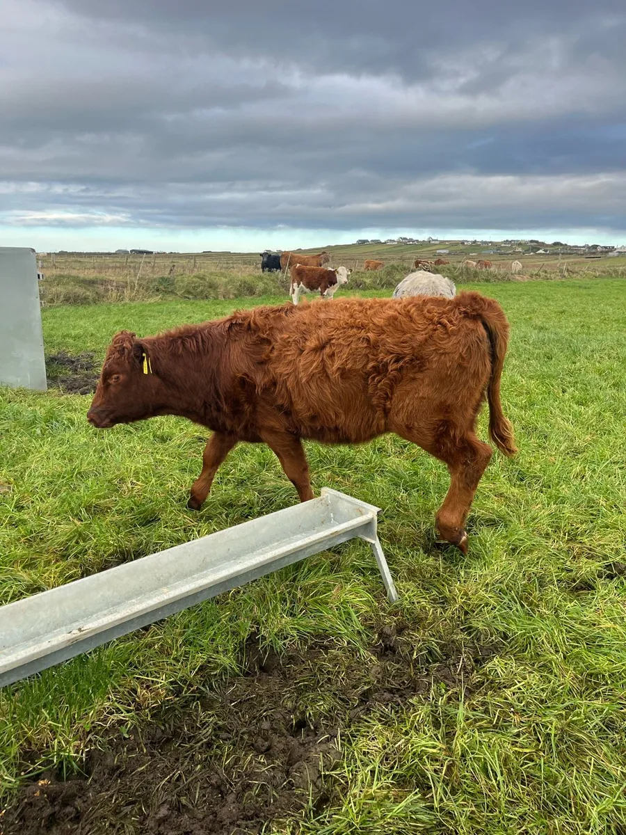 3 Heifers - Image 4