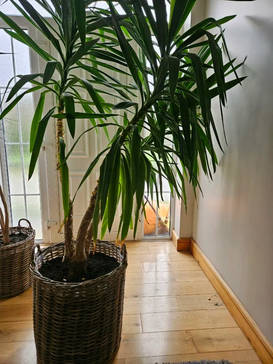 Yucca plant - Image 1