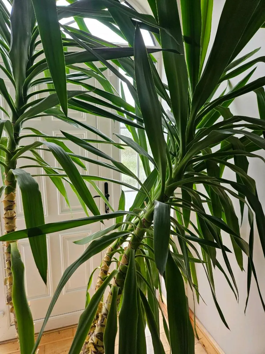 Yucca plant - Image 2