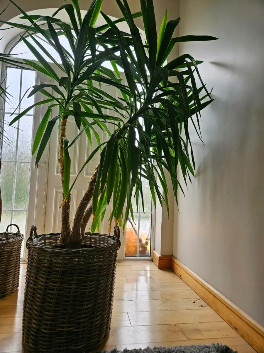 Yucca plant - Image 3