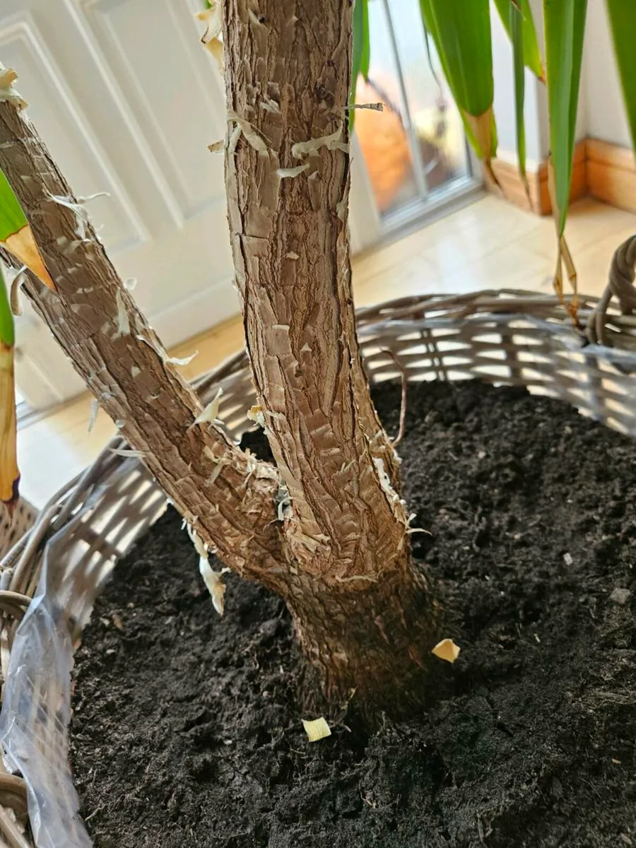 Yucca plant - Image 4