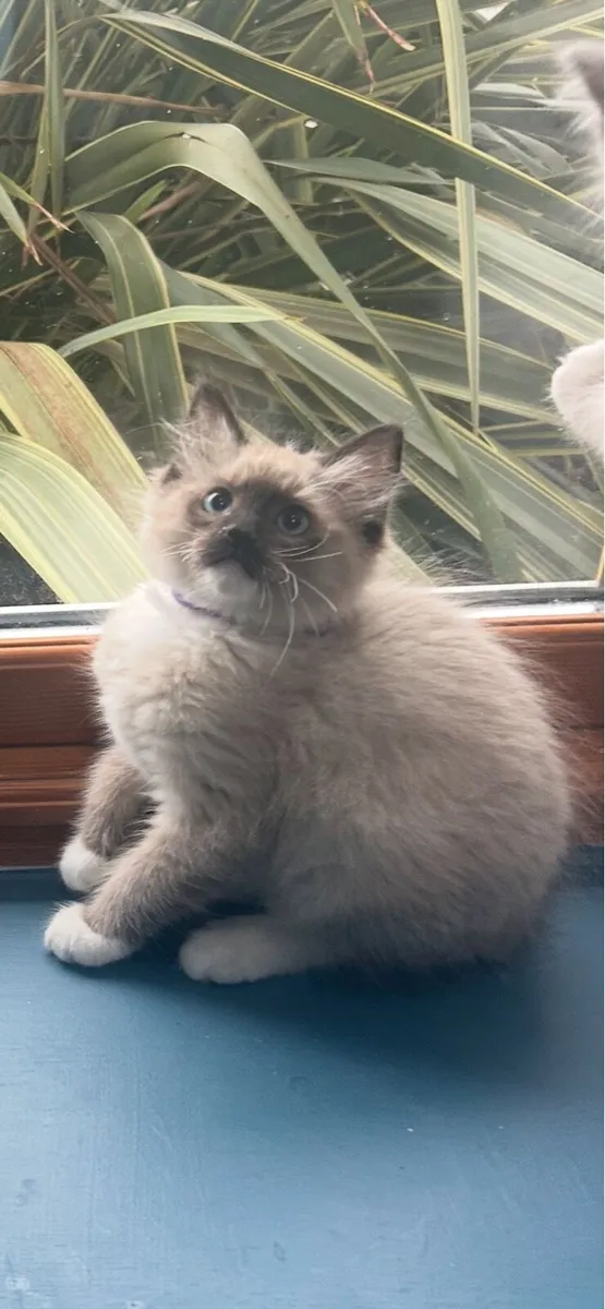 Stunning Ragdoll Kittens - Image 1