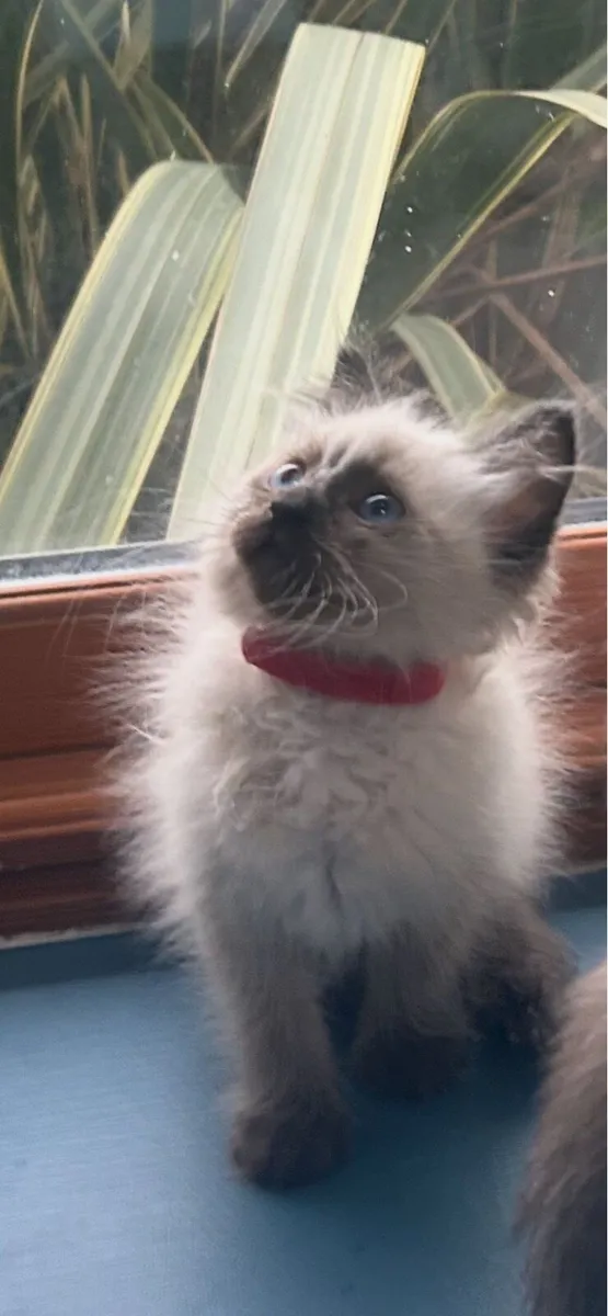 Stunning Ragdoll Kittens - Image 2