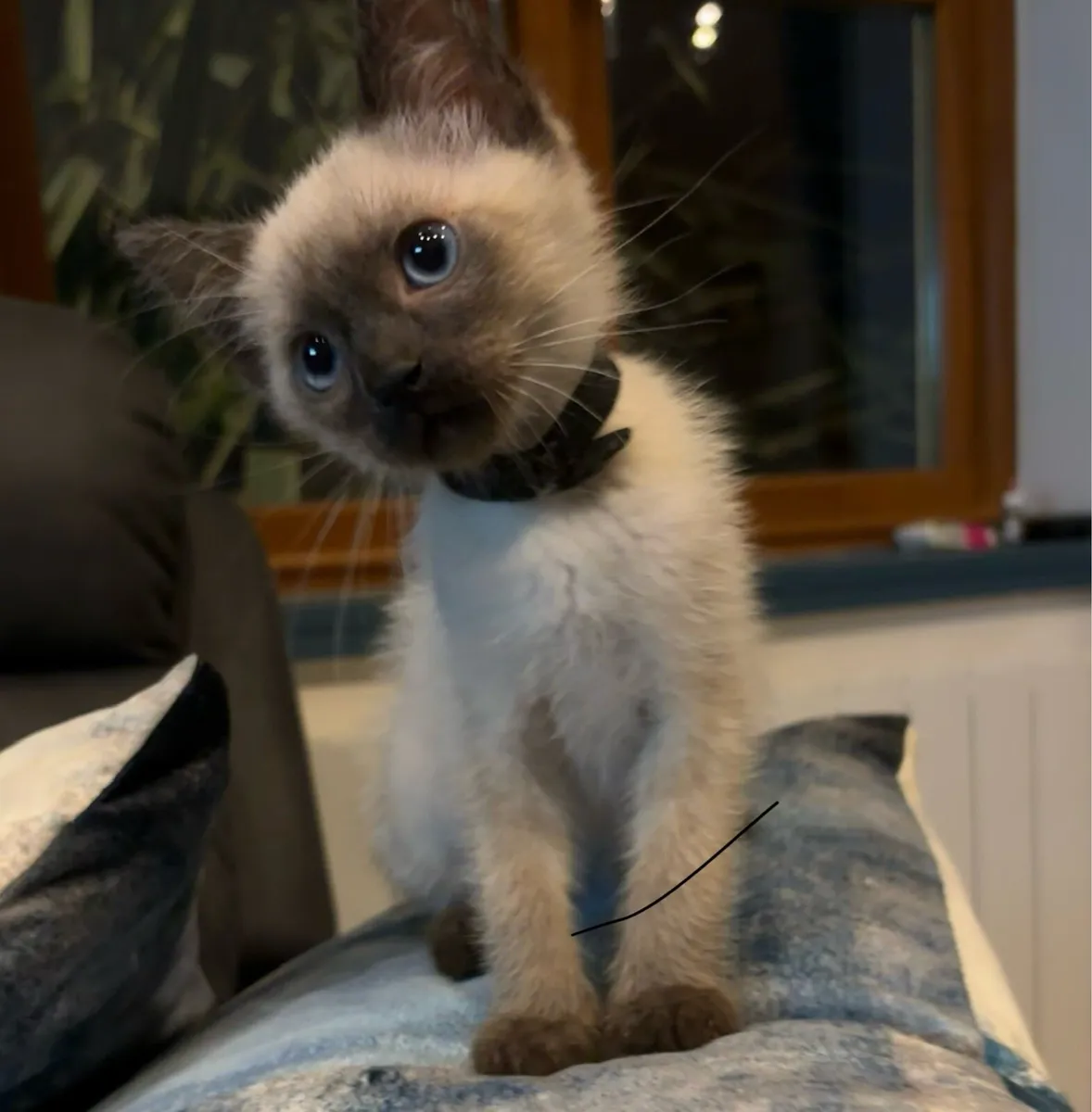 Stunning Ragdoll Kittens - Image 3