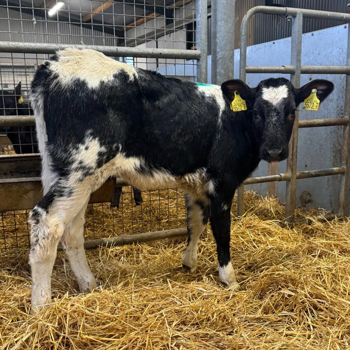Belgian Blue Heifers - Image 1