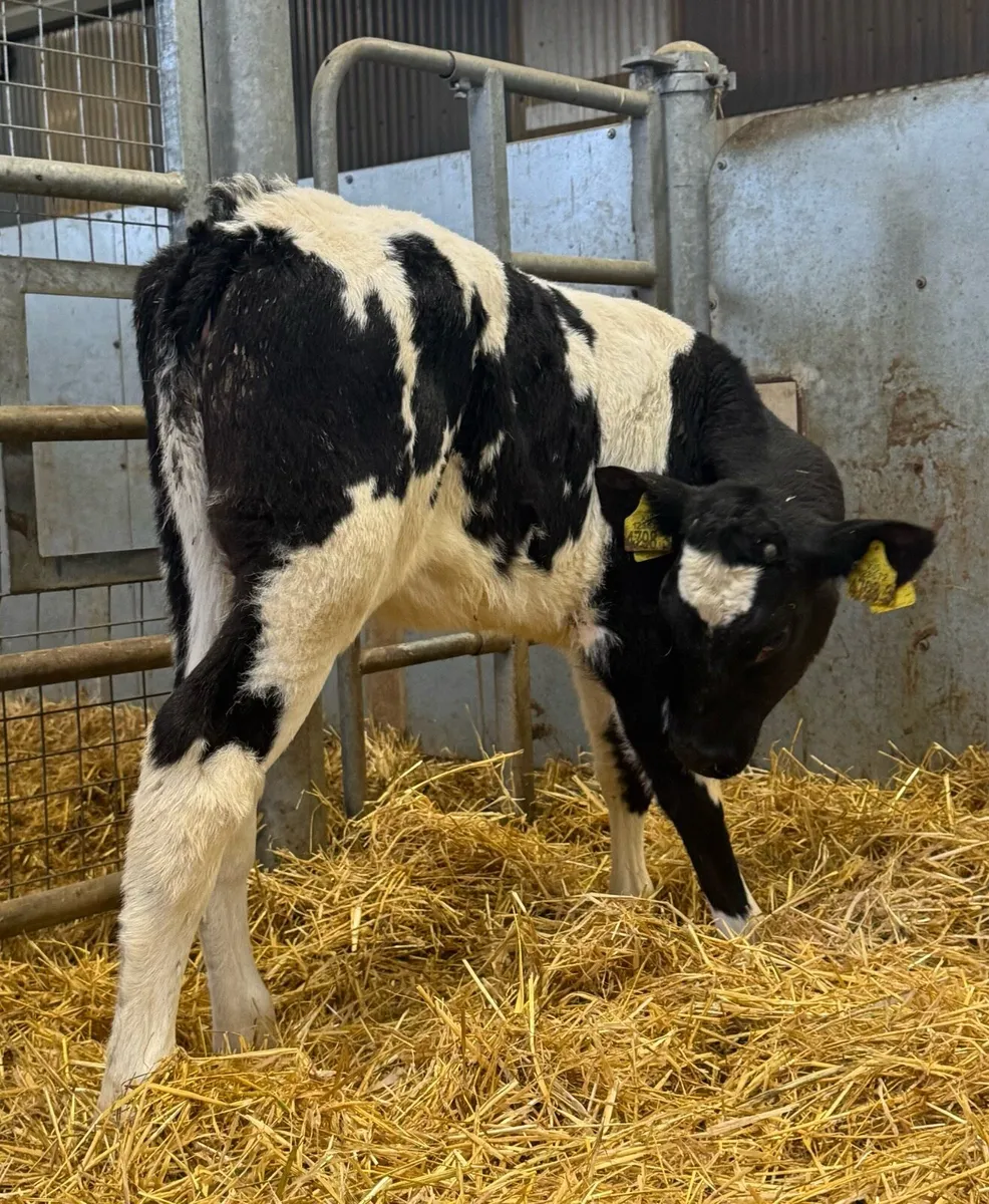 Belgian Blue Heifers - Image 2