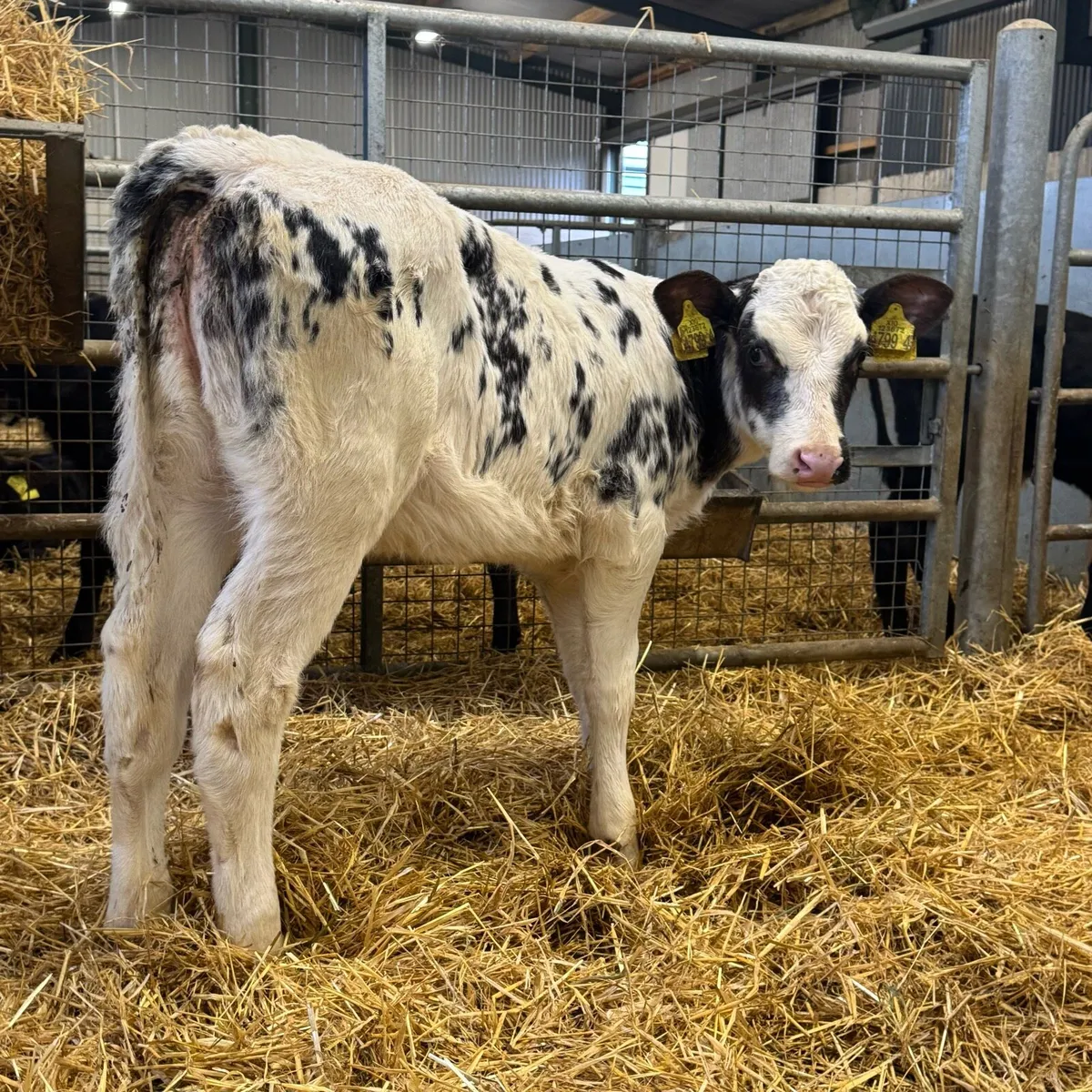 Belgian Blue Heifers - Image 3
