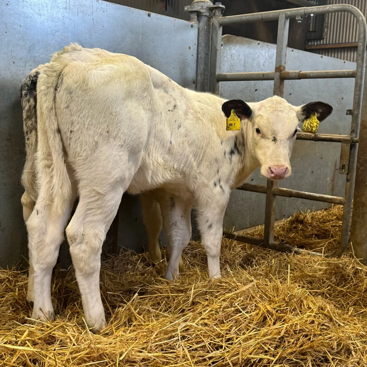 Belgian Blue Heifers - Image 4
