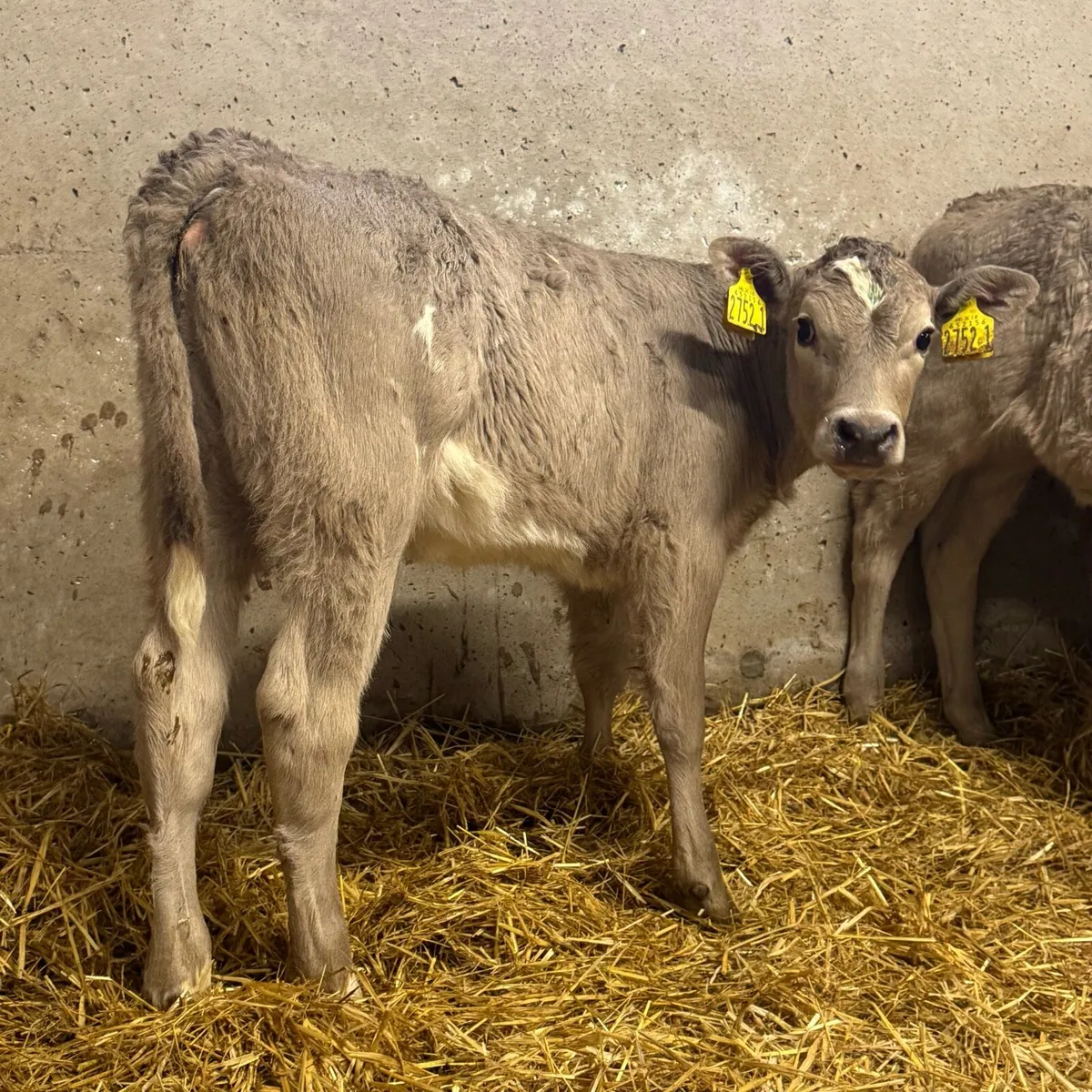 Charolais Heifers - Image 1