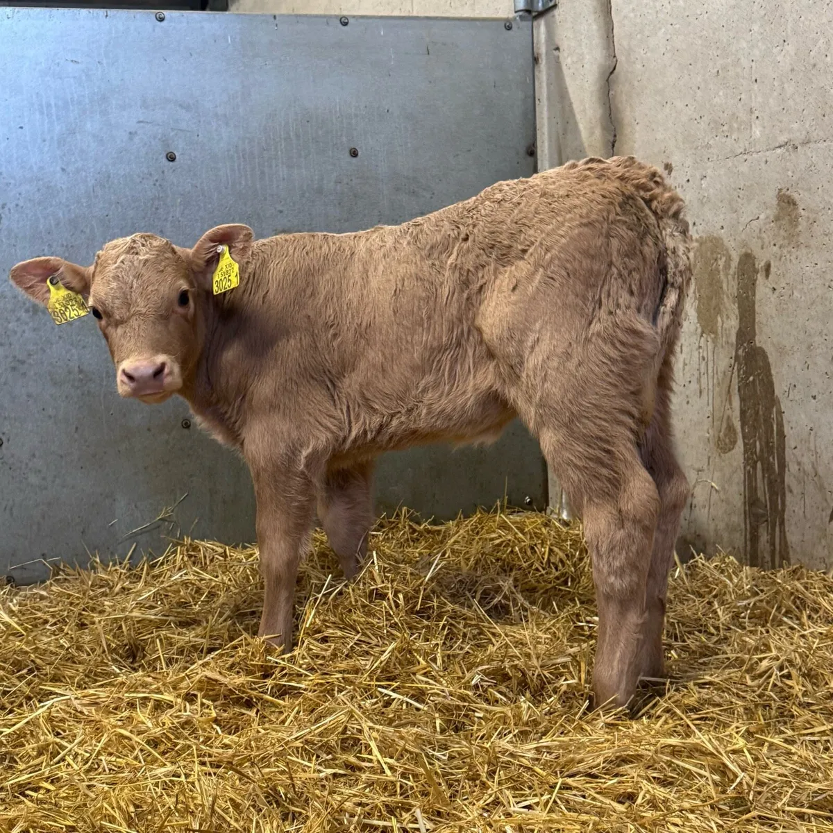 Charolais Heifers - Image 2
