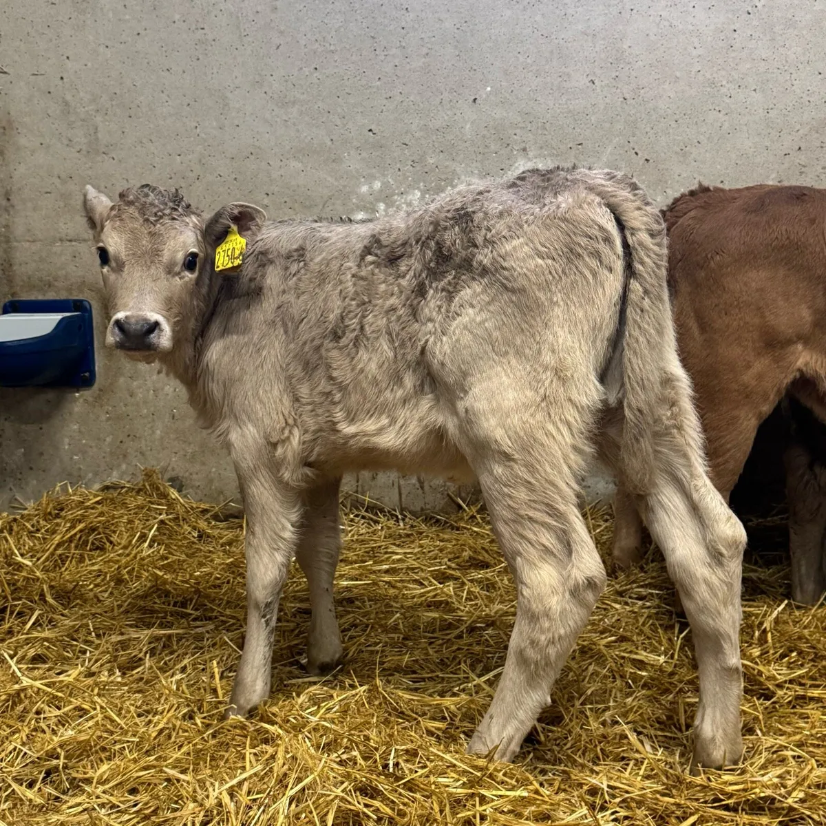 Charolais Heifers - Image 3