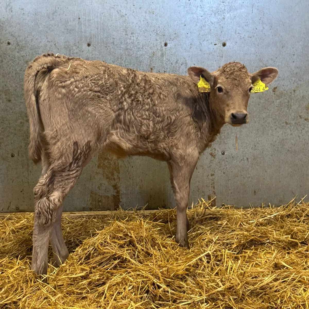 Charolais Heifers - Image 4