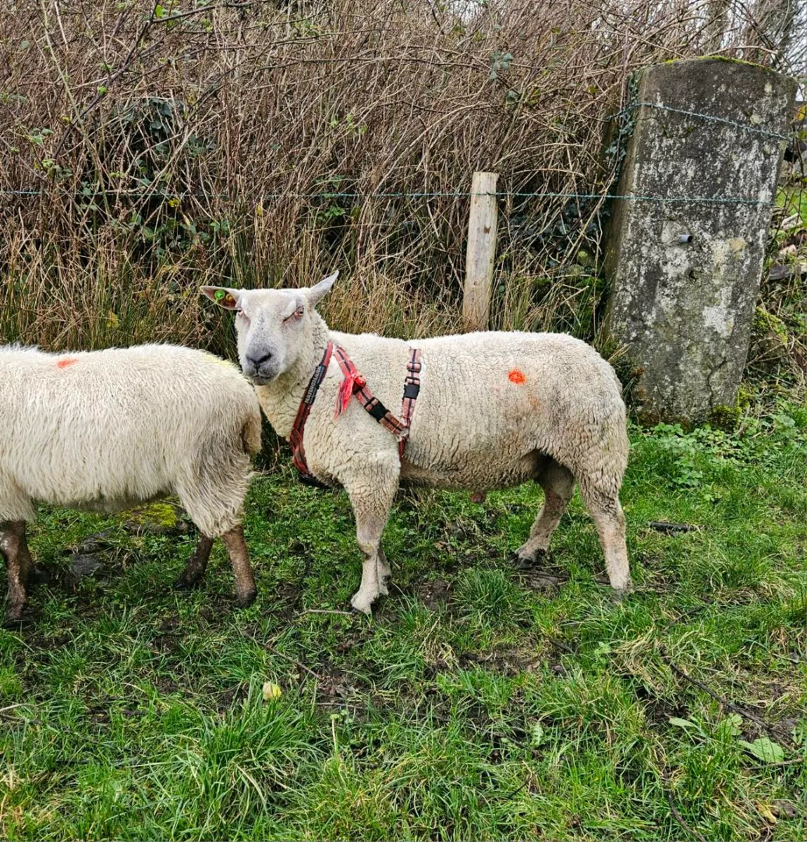 Pbr charlollais ram - Image 1