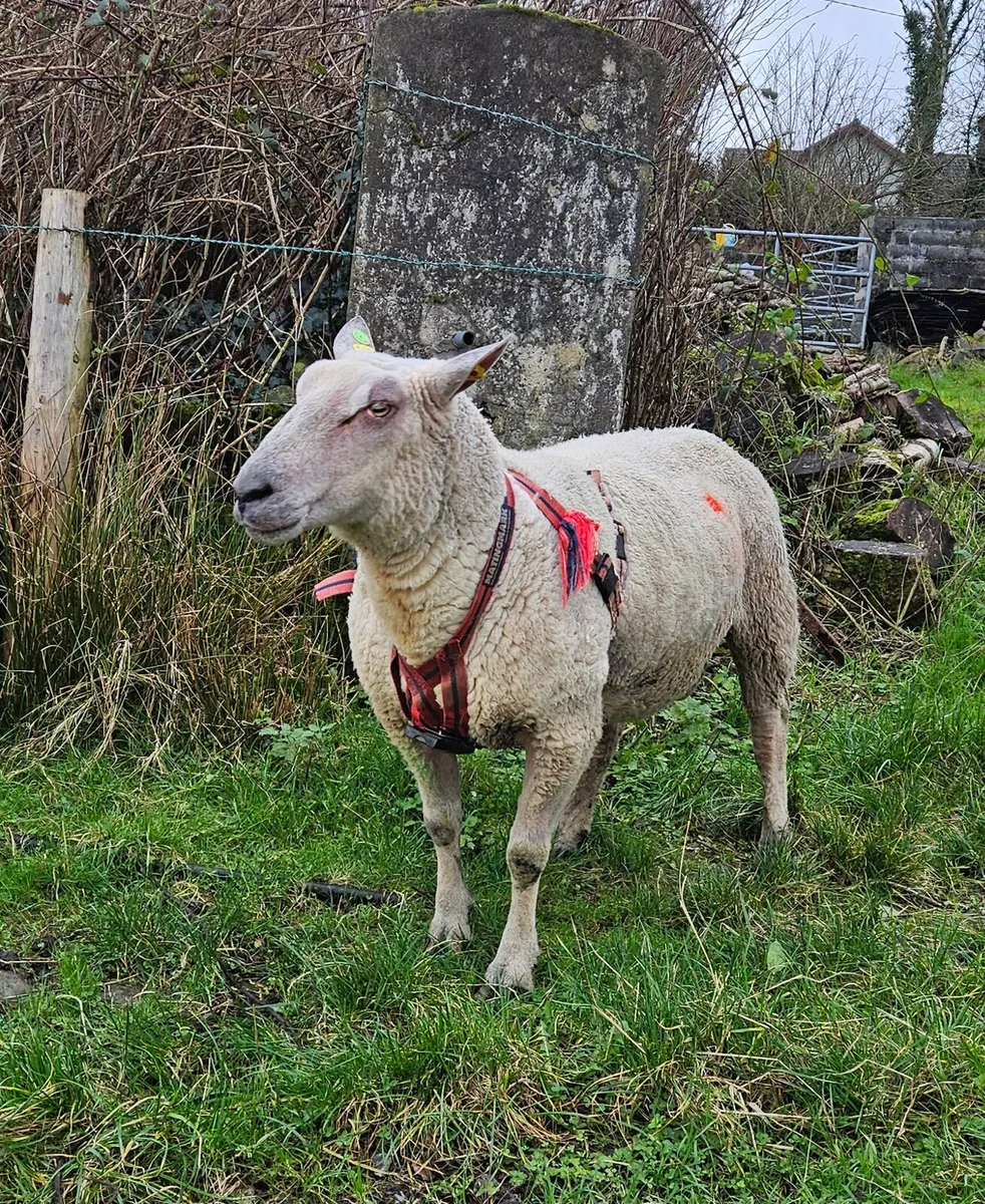 Pbr charlollais ram - Image 2