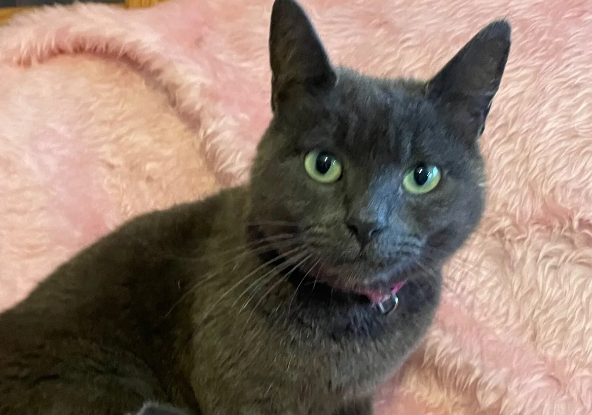 Beautiful Blue Kittens - Image 3