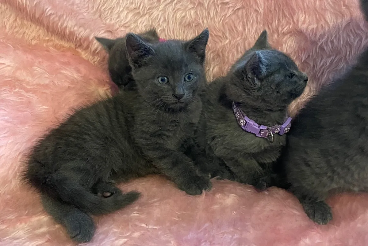 Beautiful Blue Kittens - Image 2