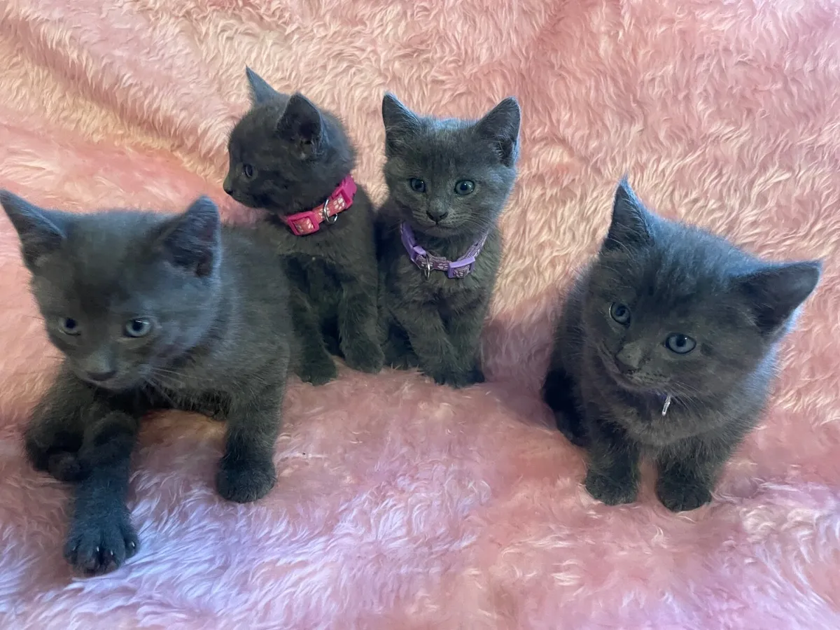 Beautiful Blue Kittens - Image 4