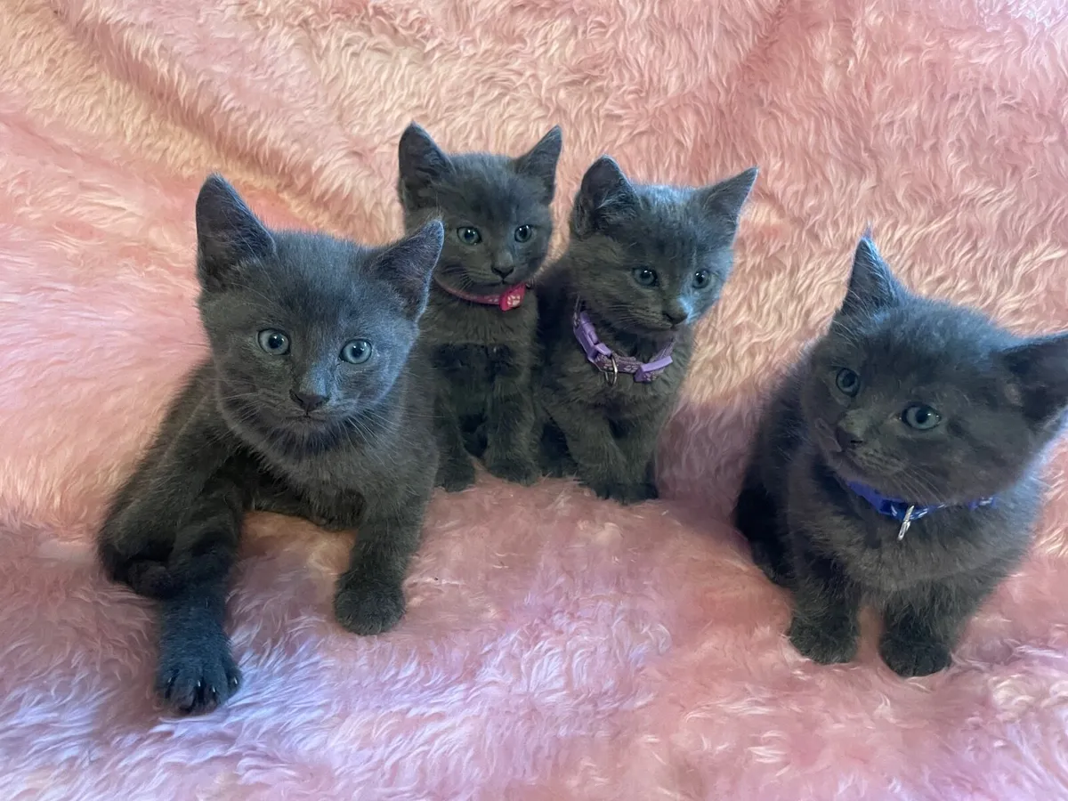 Beautiful Blue Kittens - Image 1